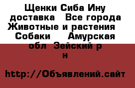 Щенки Сиба Ину доставка - Все города Животные и растения » Собаки   . Амурская обл.,Зейский р-н